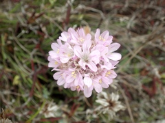Armeria welwitschii