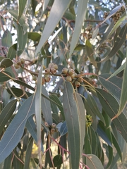 Eucalyptus goniocalyx