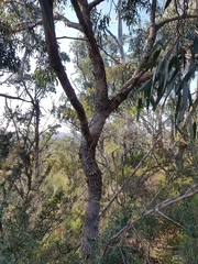 Eucalyptus goniocalyx