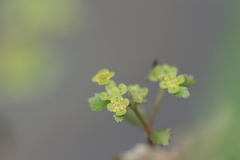 Chrysosplenium