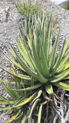 Agave kerchovei
