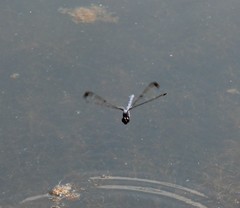 Libellula axilena