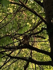 Sciurus carolinensis