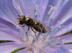 Platycheirus stegnus