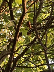 Sciurus carolinensis