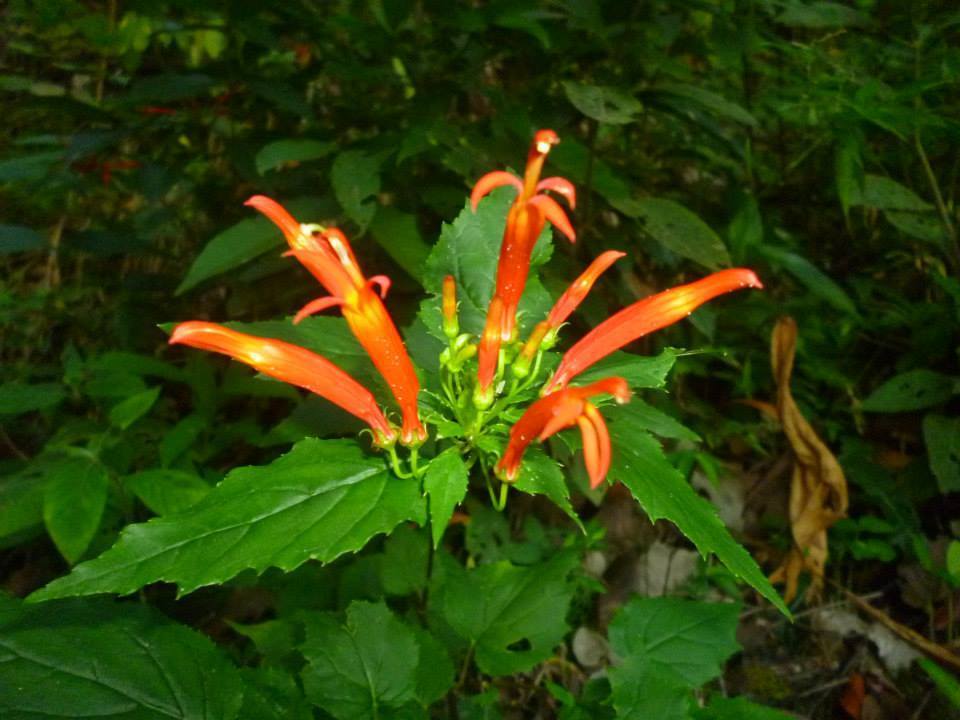 Siphocampylus corymbifer