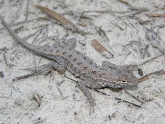 Holbrookia propinqua