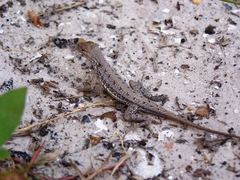 Holbrookia propinqua