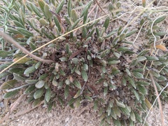 Eriogonum lachnogynum