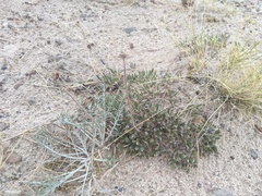 Eriogonum lachnogynum