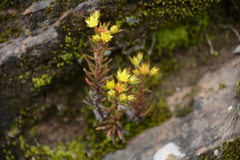 Sedum multicaule