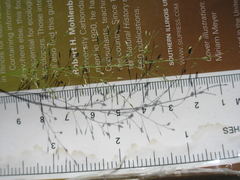 Eragrostis frankii