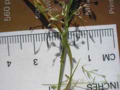Eragrostis frankii