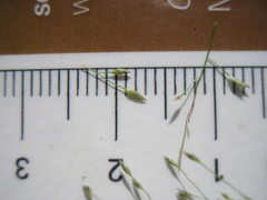 Eragrostis frankii