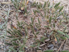 Eriogonum lachnogynum