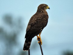 Rupornis magnirostris