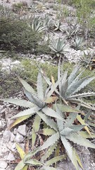 Agave xylonacantha