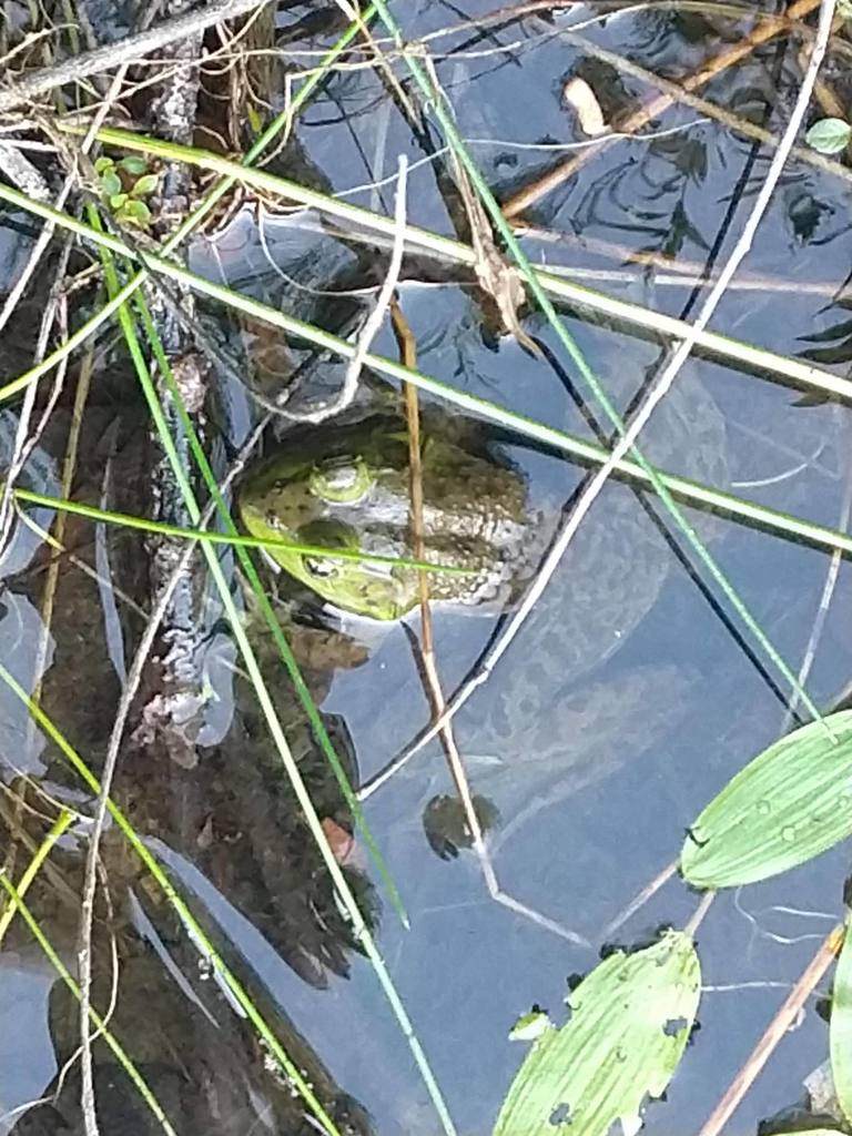 American Bullfrog from 4214 56th St, Holland, MI 49423, USA on August ...