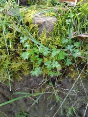 Hydrocotyle foveolata