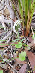 Pterostylis robusta