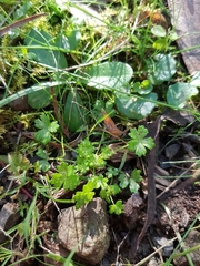 Hydrocotyle foveolata
