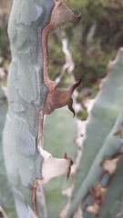 Agave xylonacantha