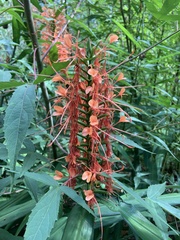 Hedychium coccineum
