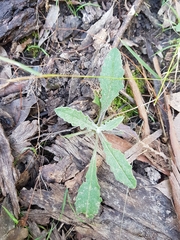Senecio prenanthoides
