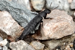 Platydracus tomentosus