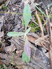 Senecio prenanthoides