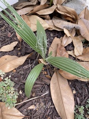 Washingtonia filifera