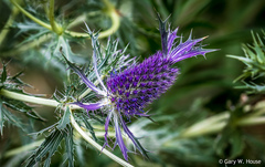 Eryngium plantagineum
