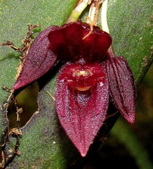 Pleurothallis deflexa