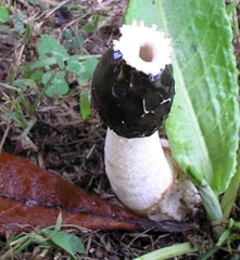 Phallus impudicus