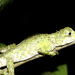 Small Forest Lizard - Photo (c) Davidvraju, some rights reserved (CC BY-SA)