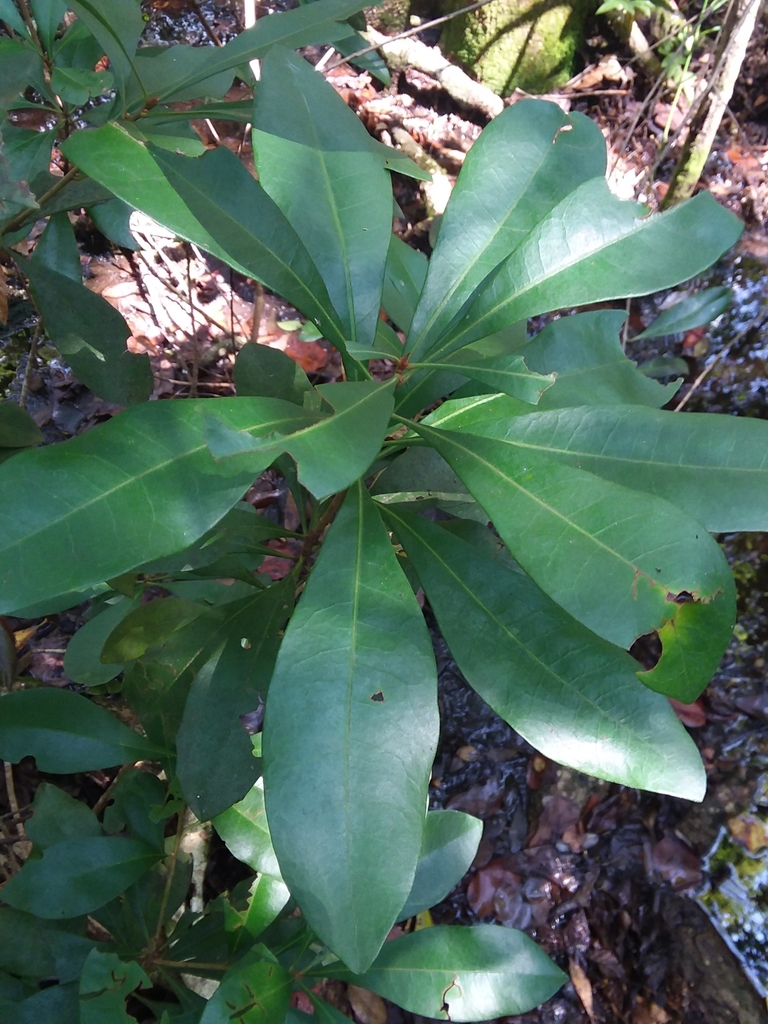 scentless bayberry