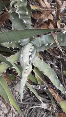 Agave xylonacantha