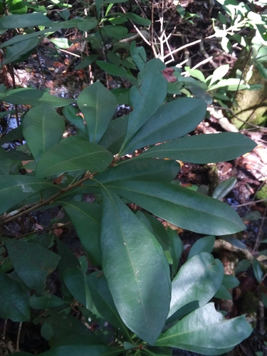Image of Morella inodora by (c) Will McFarland, some rights reserved (CC BY)