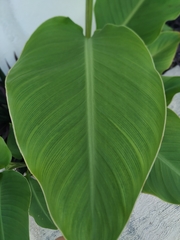Canna indica