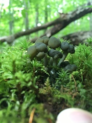 Leotia atrovirens