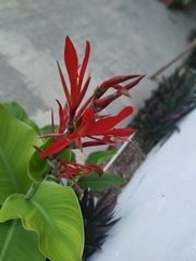 Canna indica