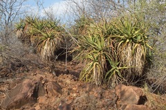 Aloe spicata