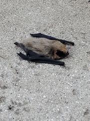 Parastrellus hesperus