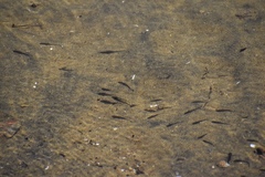 Atherinops affinis