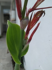 Canna indica