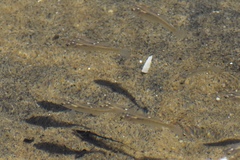 Atherinops affinis