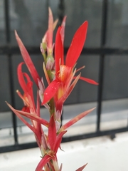 Canna indica