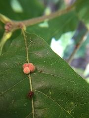 Atrusca carolina