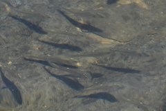 Atherinops affinis