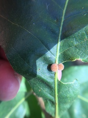 Atrusca carolina